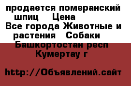 продается померанский шпиц  › Цена ­ 35 000 - Все города Животные и растения » Собаки   . Башкортостан респ.,Кумертау г.